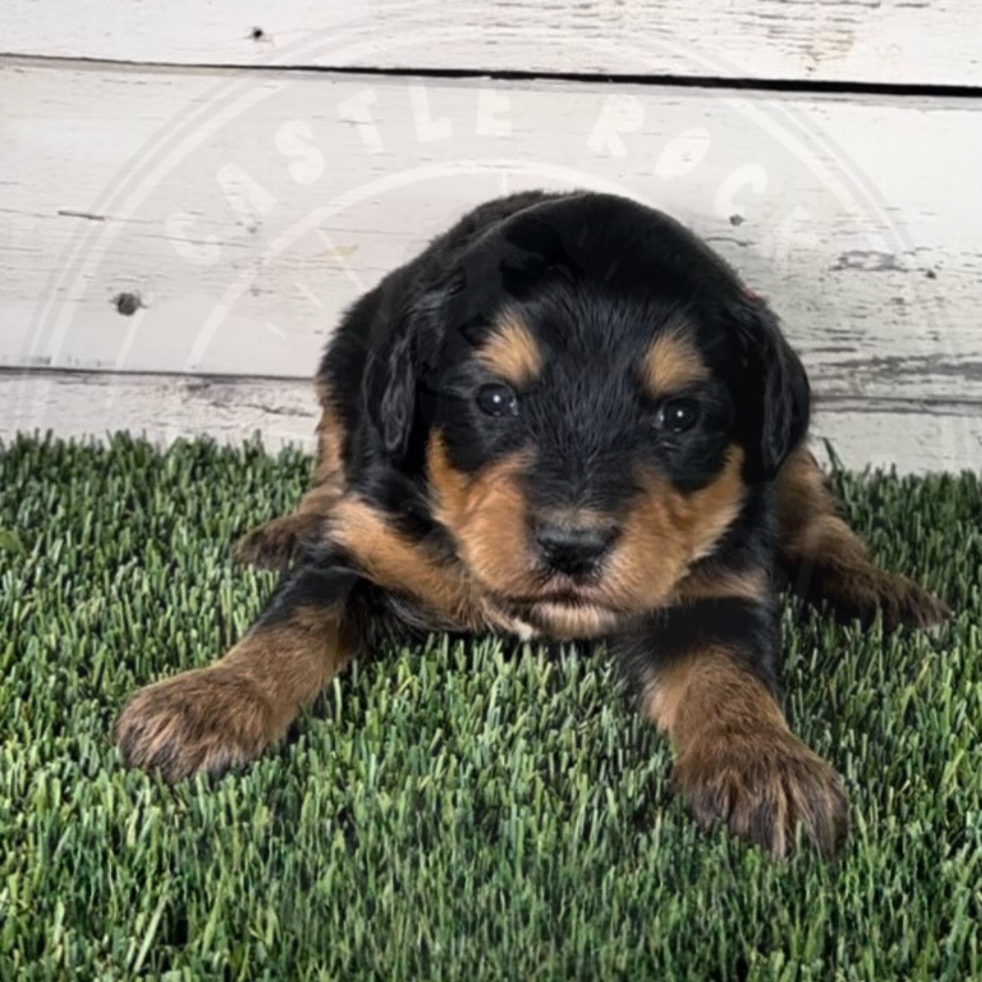 Oakley (Female, Red, F1 Major Bernedoodle)