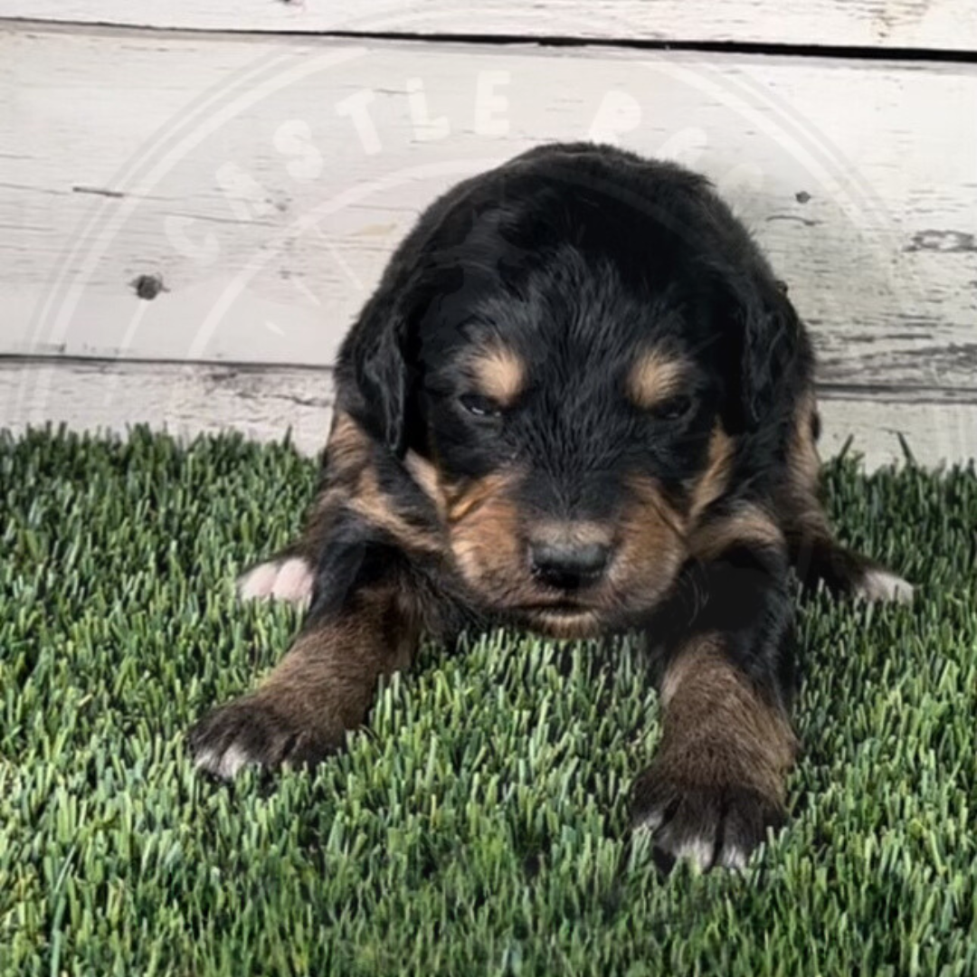 Ollie (Male, Yellow, F1 Major Bernedoodle)
