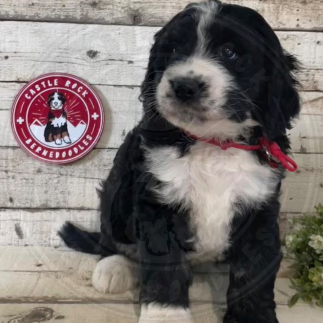 Queen (Female, F1 Major Bernedoodle) - FOUND A NEW HOME