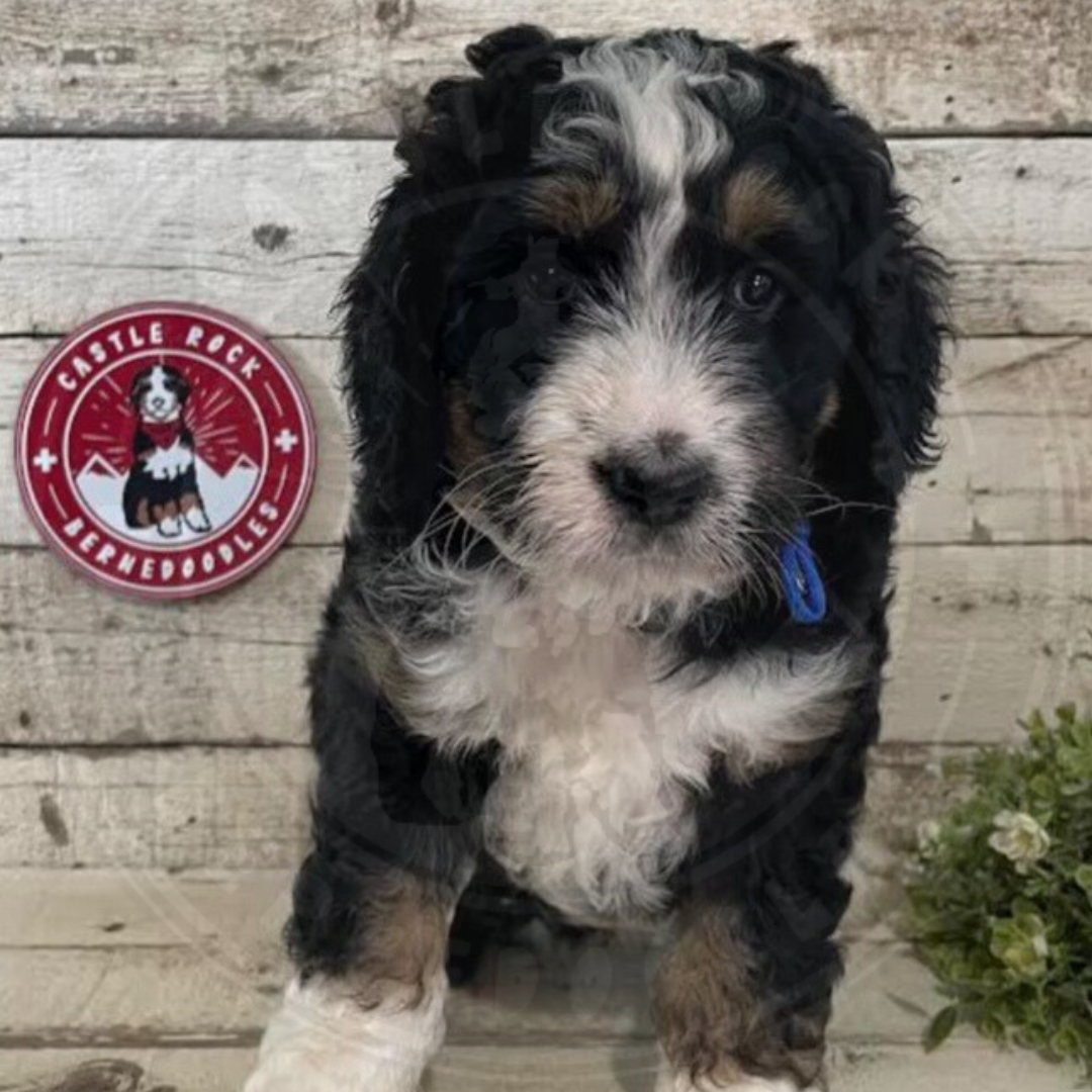 Quinlynn (Female, F1 Major Bernedoodle) - FOUND A NEW HOME