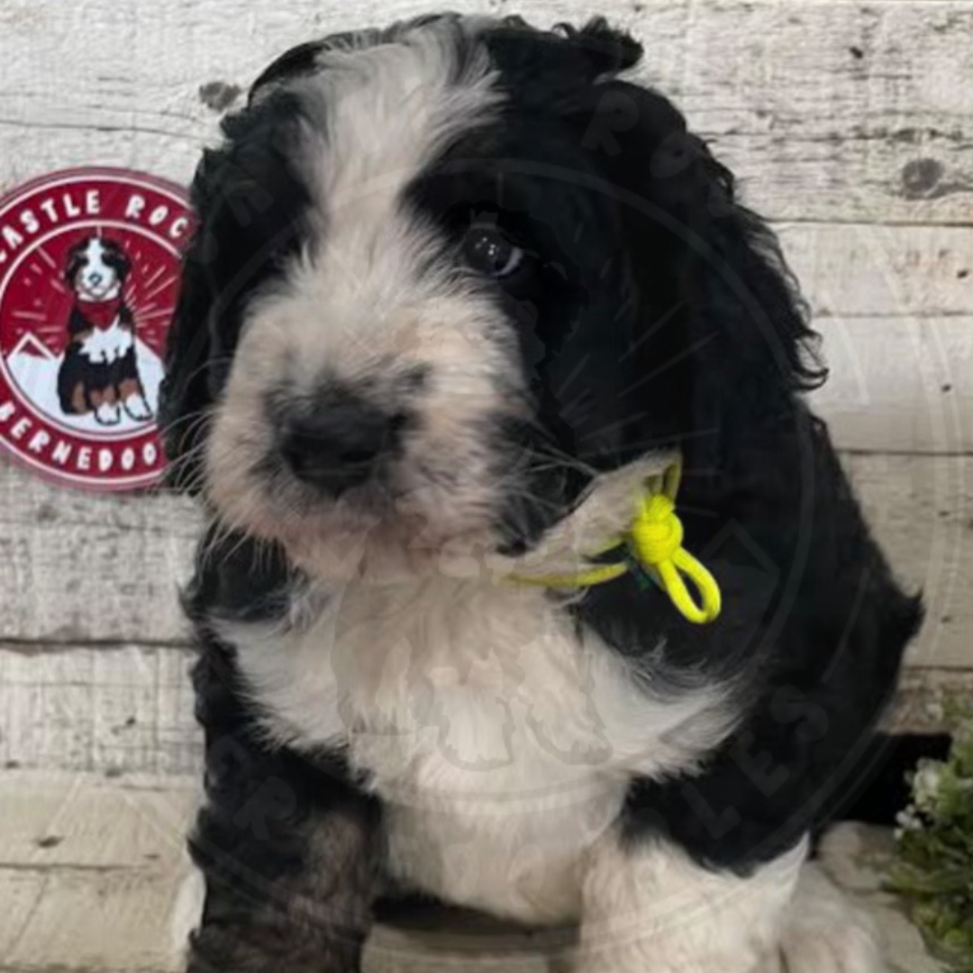 Quintin (Male, F1 Major Bernedoodle) - FOUND A NEW HOME