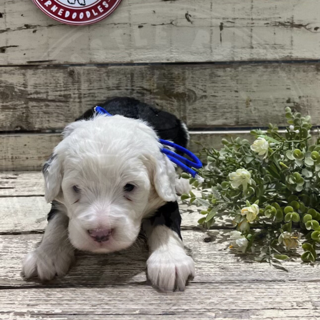 Diego (Male, F1 Mini Bernedoodle)