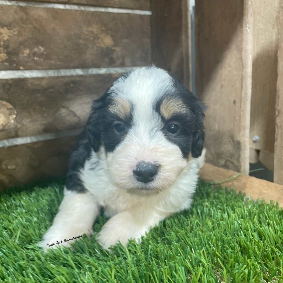 Toby (Female, F1 Mini Bernedoodle) - FOUND A NEW HOME
