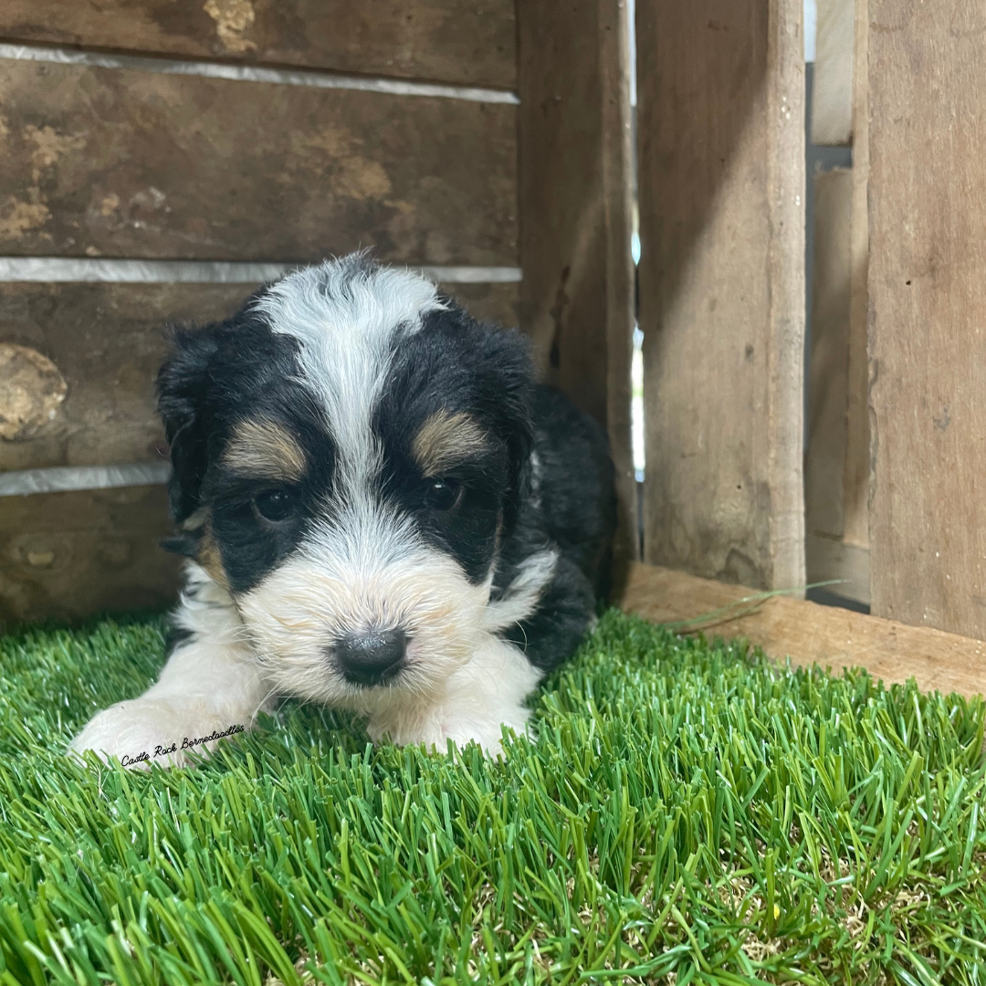 Tori (Female, F1 Mini Bernedoodle) - FOUND A NEW HOME