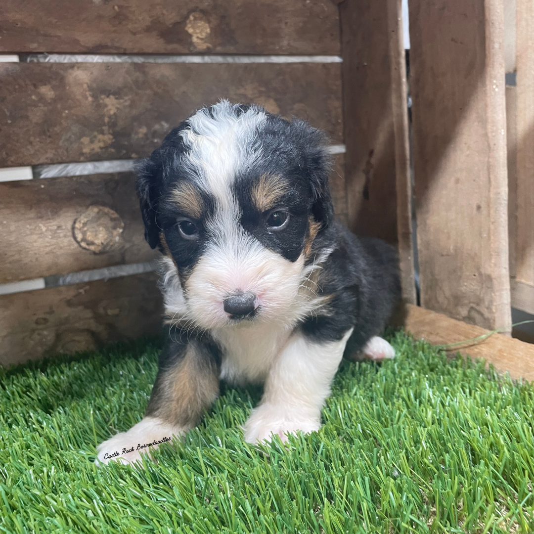 Truffle (Female, F1 Mini Bernedoodle) - FOUND A NEW HOME