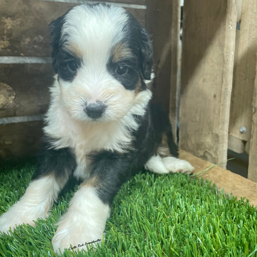 Twinkie (Female, F1 Mini Bernedoodle) - FOUND A NEW HOME
