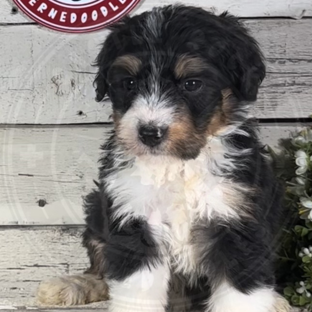 Haddie (Female, F1 Mini Bernedoodle)