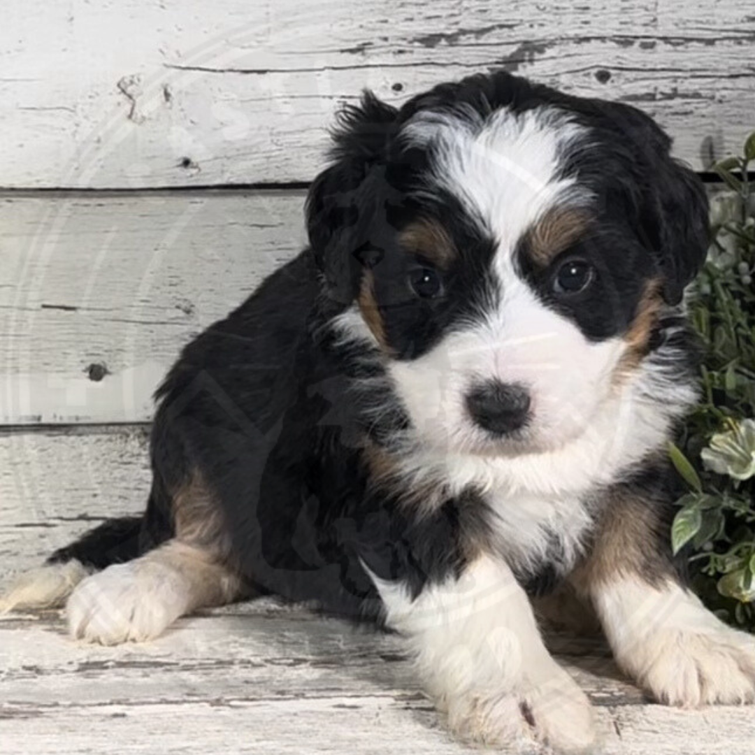 Hailey (Female, F1 Mini Bernedoodle)