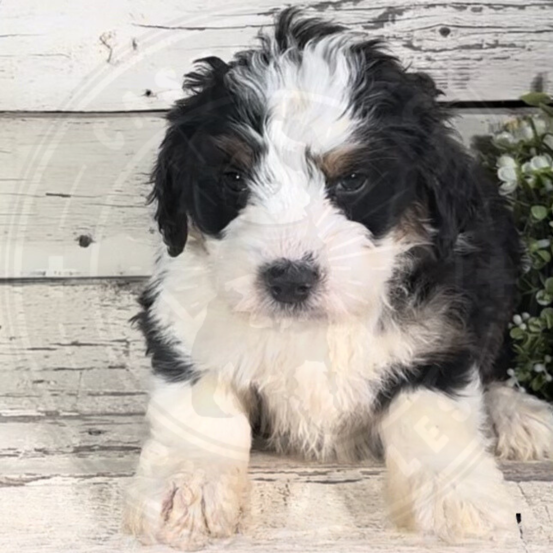Harmony (Female, F1 Mini Bernedoodle)