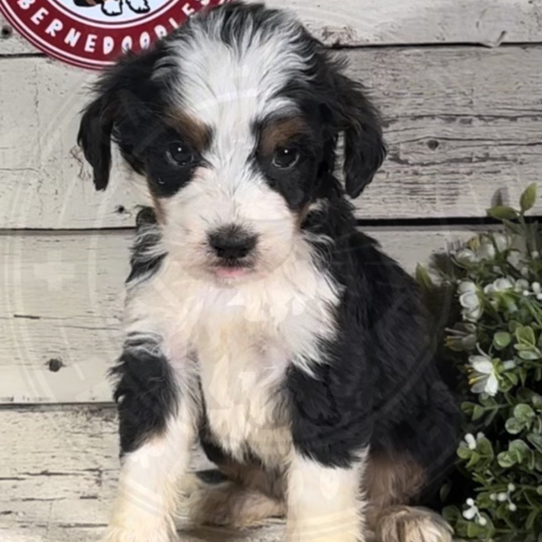 Haven (Female, F1 Mini Bernedoodle)