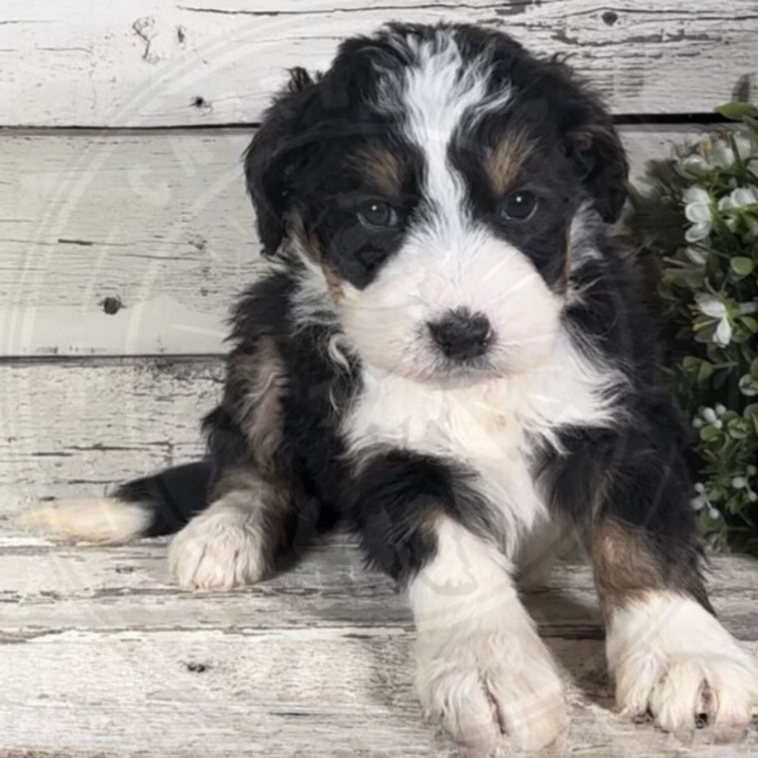 Hazel (Female, F1 Mini Bernedoodle)