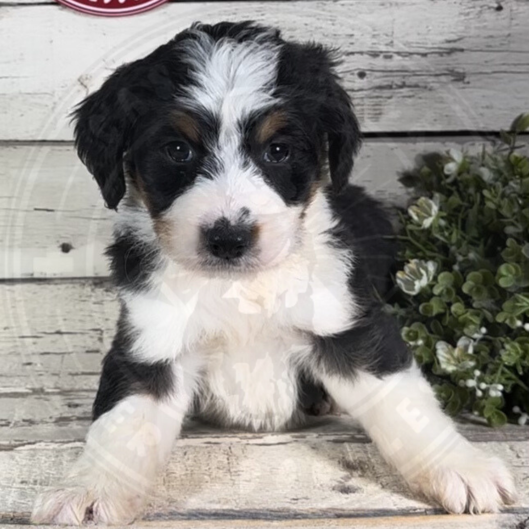 Heidi (Female, F1 Mini Bernedoodle)