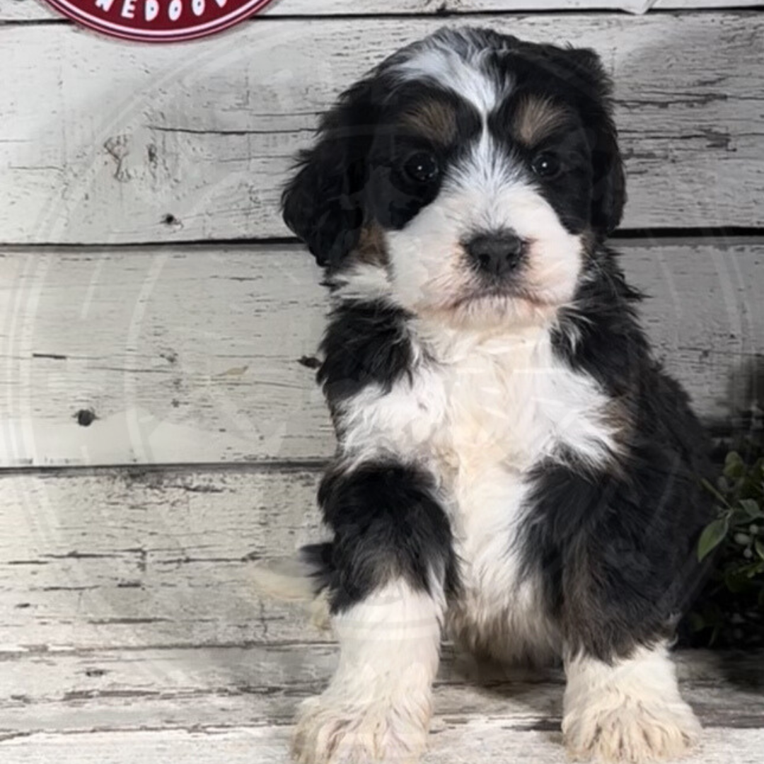 Hendric (Male, F1 Mini Bernedoodle)