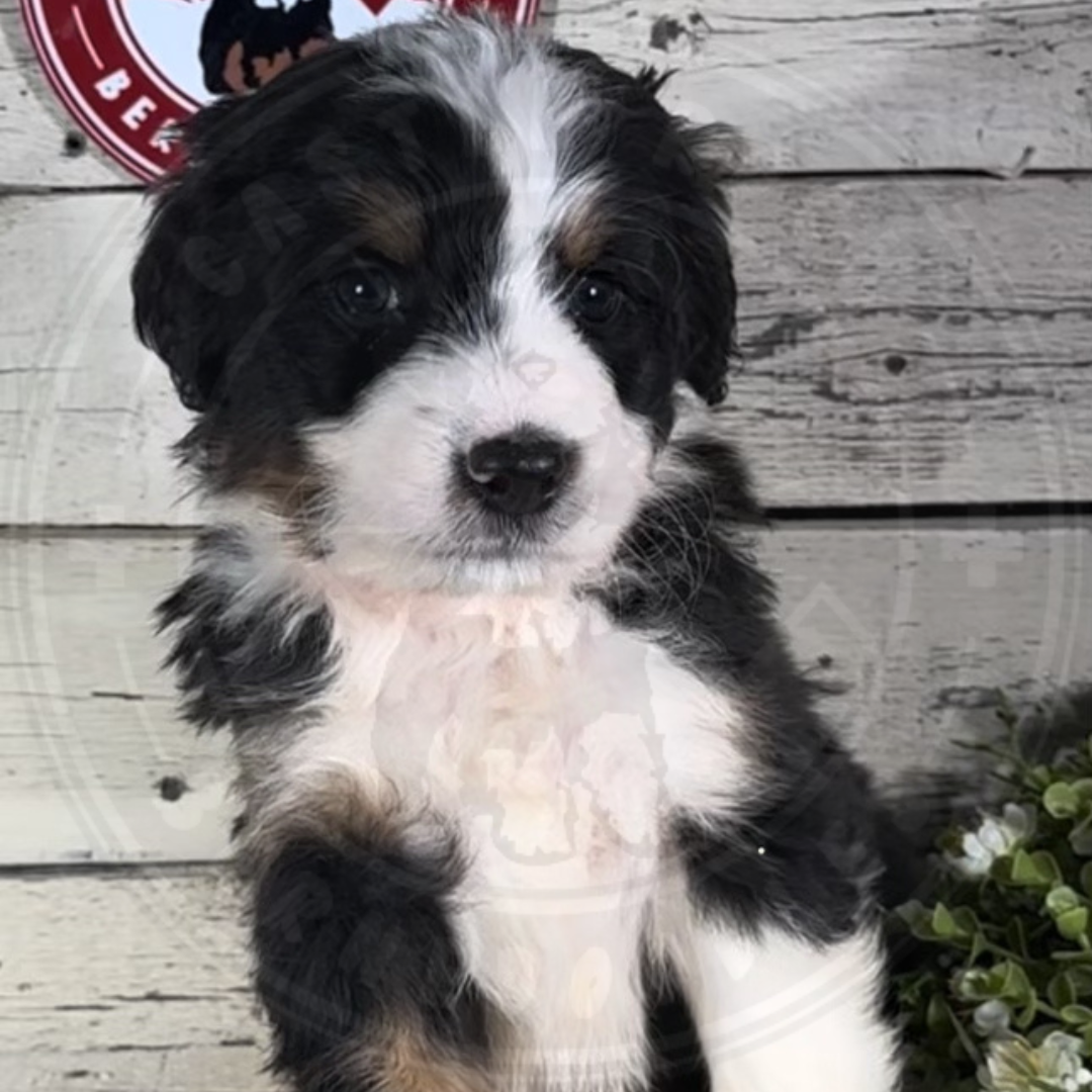 Hunter (Male, F1 Mini Bernedoodle) - FOUND A NEW HOME