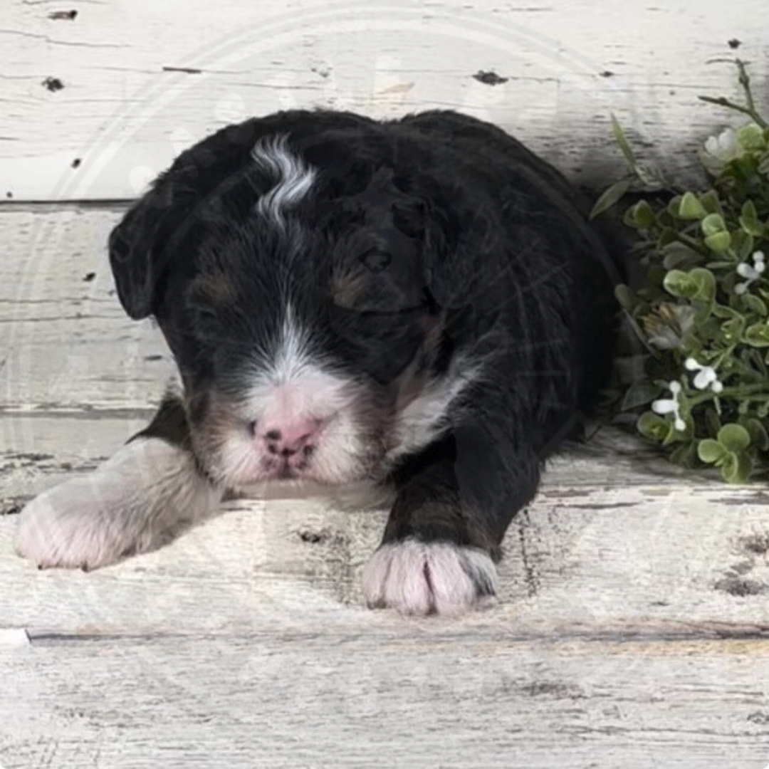 Ike (Male, F1 Mini Bernedoodle)