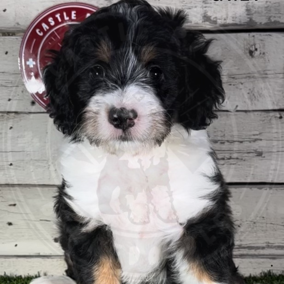 Ivory (Female, F1 Mini Bernedoodle)
