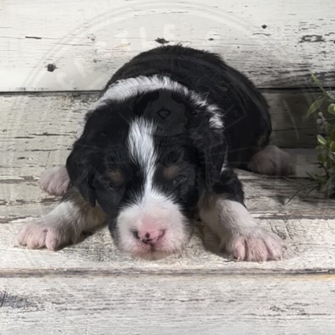 Ivory (Female, F1 Mini Bernedoodle)