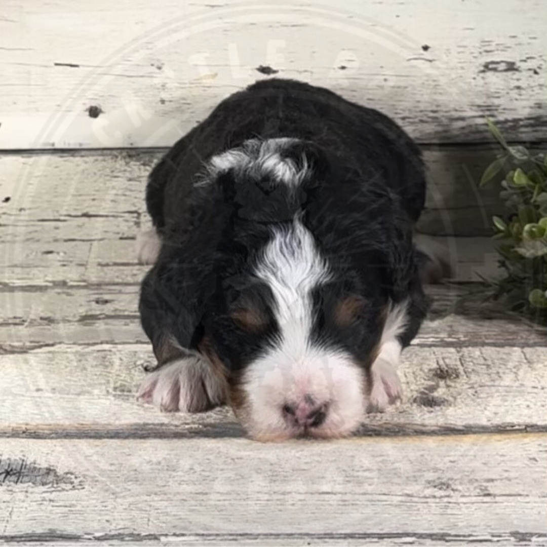 Ivy (Female, F1 Mini Bernedoodle)