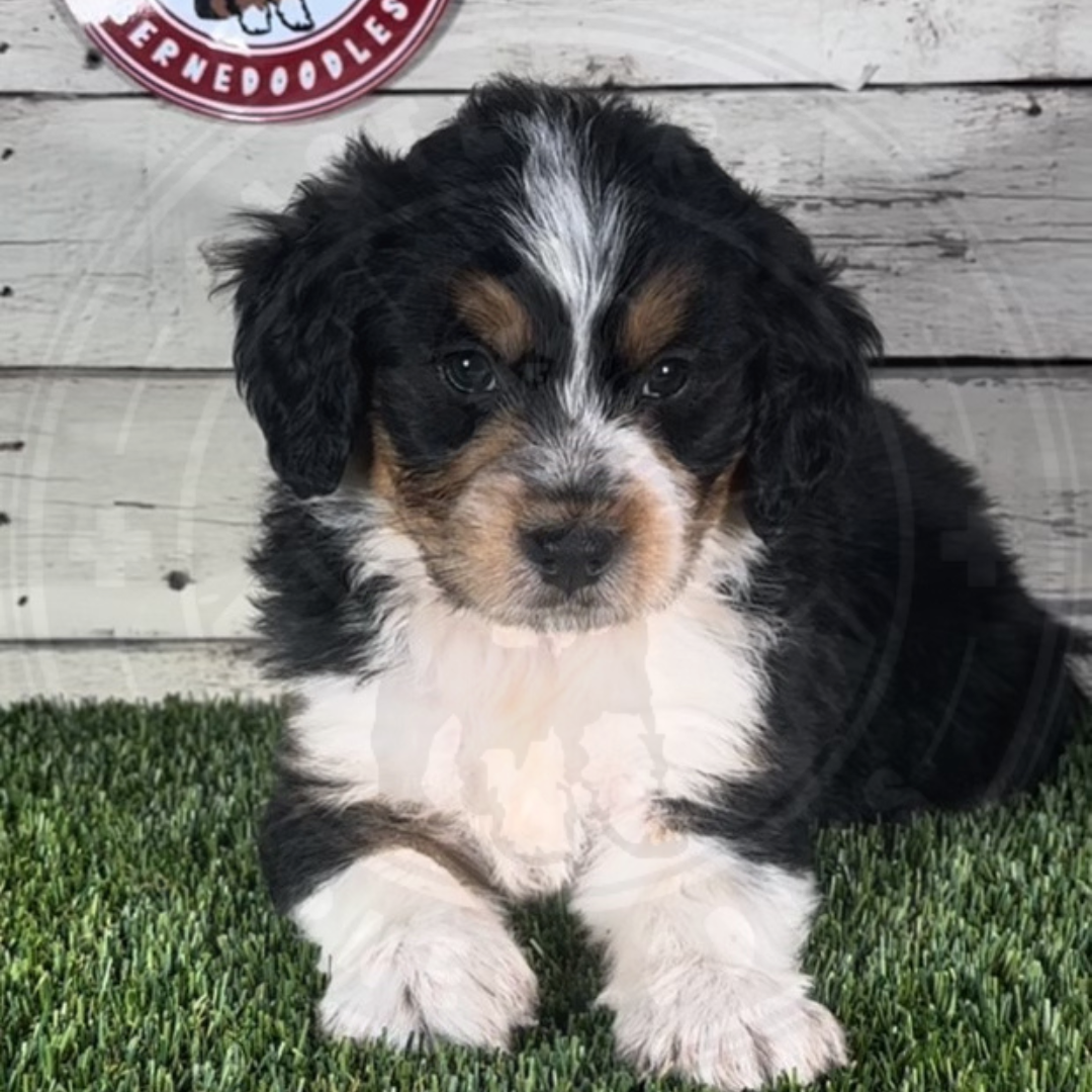Kade (Male, F1 Mini Bernedoodle)