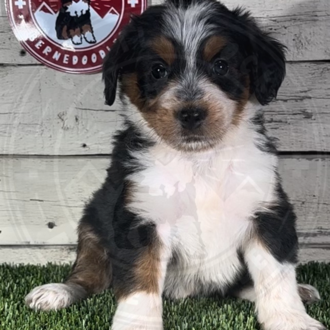 Kari (Female, F1 Mini Bernedoodle)