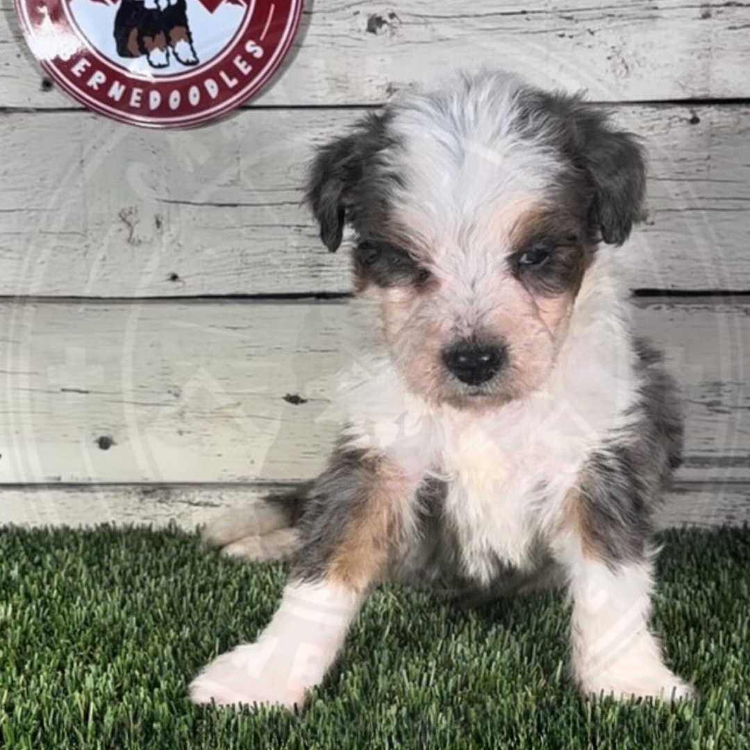 Keaton (Male, F1 Mini Blue Merle)
