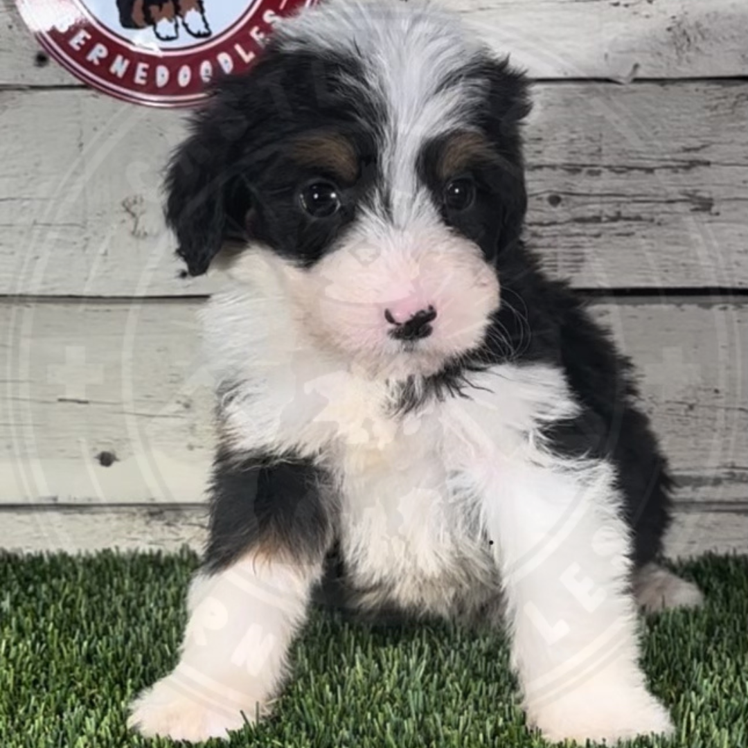 Ken (Male, F1 Mini Bernedoodle)