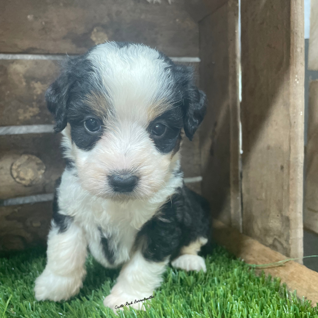 Tango (Male, F1 Mini Bernedoodle) - FOUND A NEW HOME