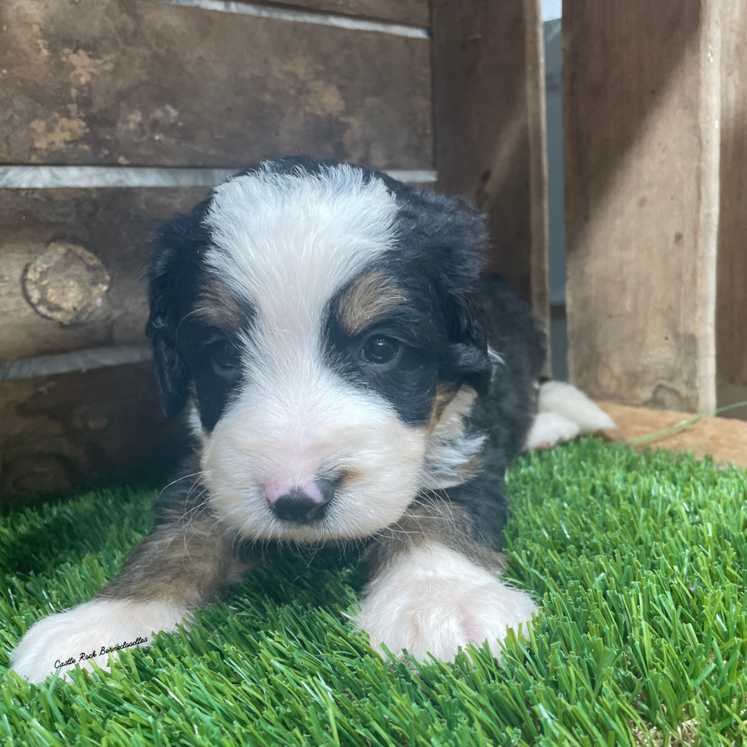 Tito (Male, F1 Mini Bernedoodle) - FOUND A NEW HOME