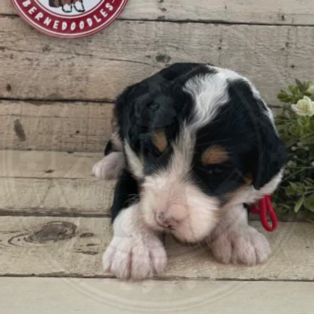 Rainbow (Female, F1 Mini Bernedoodle) - FOUND A NEW HOME