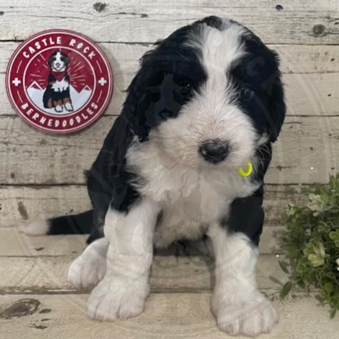 Raine (Female, F1 Mini Bernedoodle) - FOUND A NEW HOME