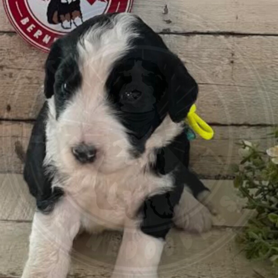 Raine (Female, F1 Mini Bernedoodle) - FOUND A NEW HOME