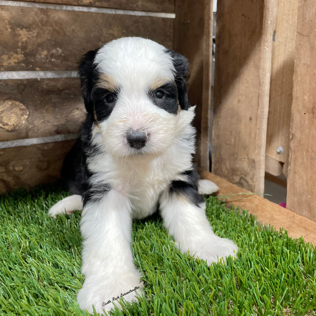 Unity (Female, F1 Mini Bernedoodle) - FOUND A NEW HOME