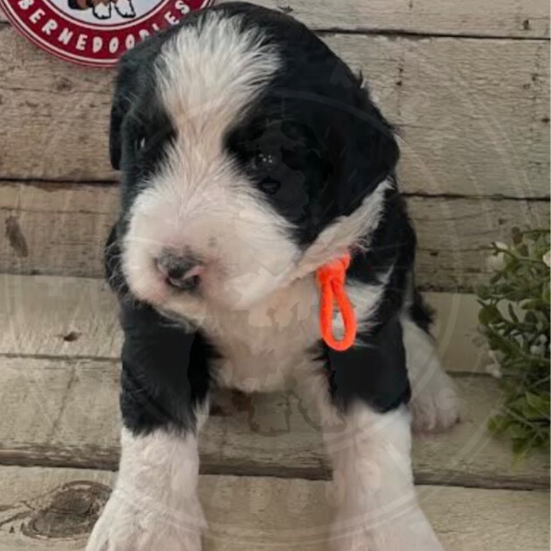Ridge (Female, F1 Mini Bernedoodle) - FOUND A NEW HOME