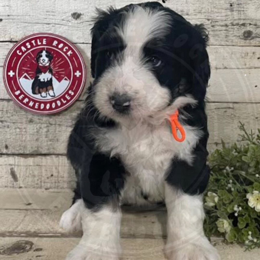 Ridge (Female, F1 Mini Bernedoodle) - FOUND A NEW HOME