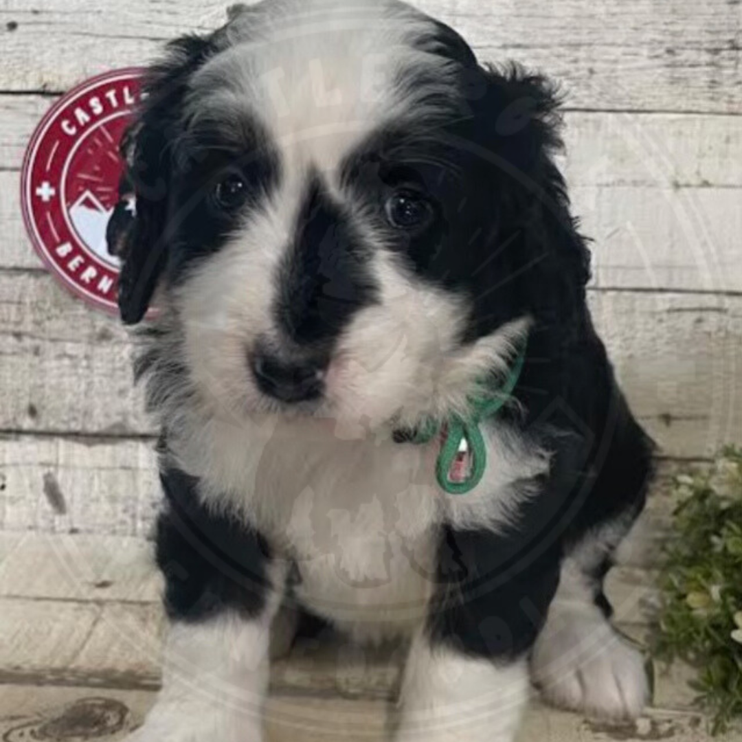 River (Female, F1 Mini Bernedoodle) - FOUND A NEW HOME