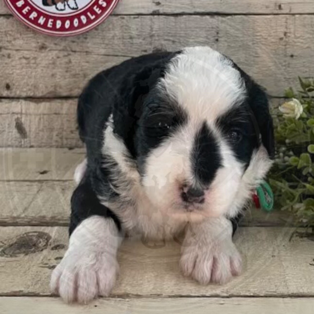 River (Female, F1 Mini Bernedoodle) - FOUND A NEW HOME