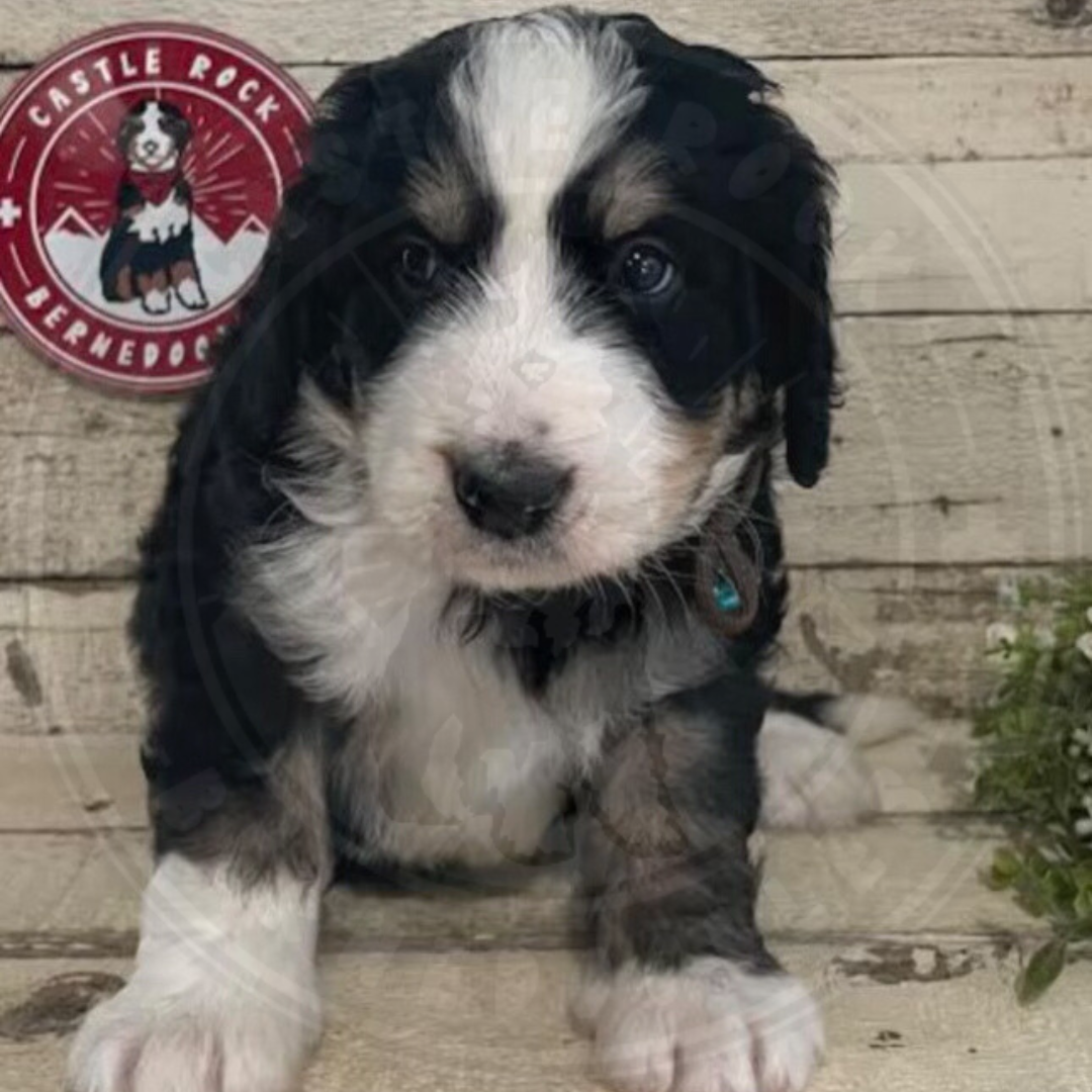 Robin (Male, F1 Mini Bernedoodle) - FOUND A NEW HOME