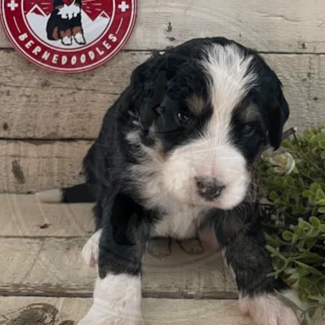 Robin (Male, F1 Mini Bernedoodle) - FOUND A NEW HOME