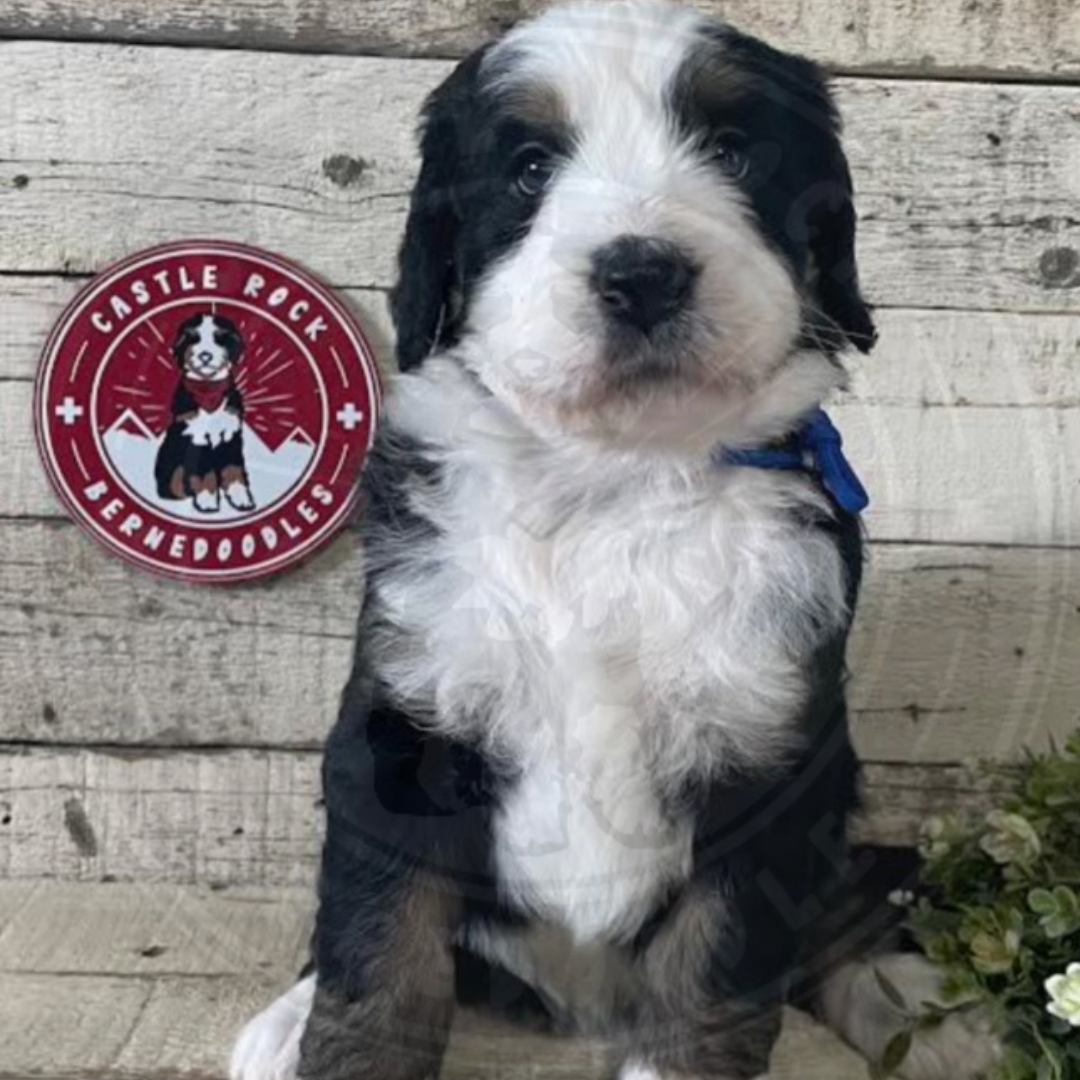 Rose (Female, F1 Mini Bernedoodle) - FOUND A NEW HOME