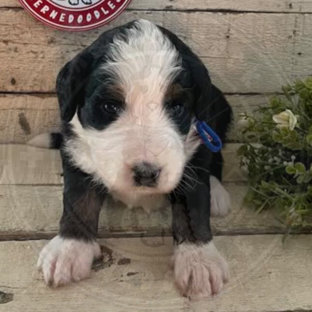 Rose (Female, F1 Mini Bernedoodle) - FOUND A NEW HOME
