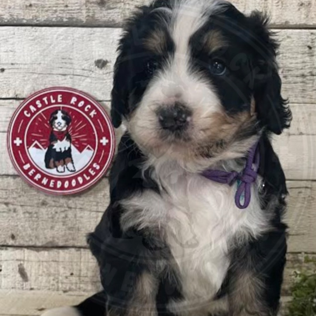 Rye (Female, F1 Mini Bernedoodle) - FOUND A NEW HOME