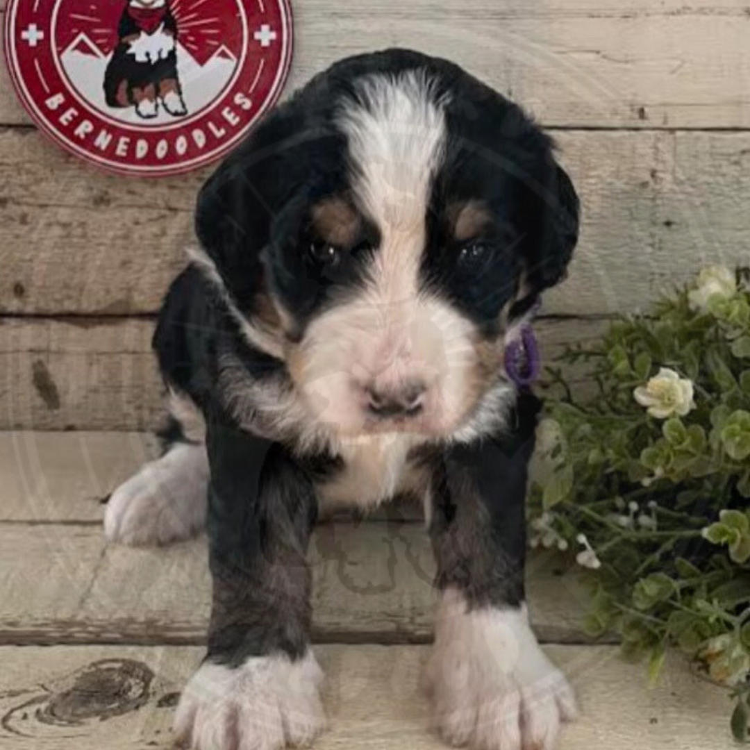 Rye (Female, F1 Mini Bernedoodle) - FOUND A NEW HOME