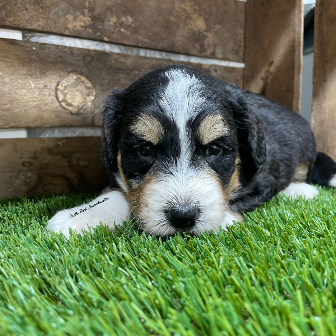 Utopia (Female, F1 Mini Bernedoodle) - FOUND A NEW HOME