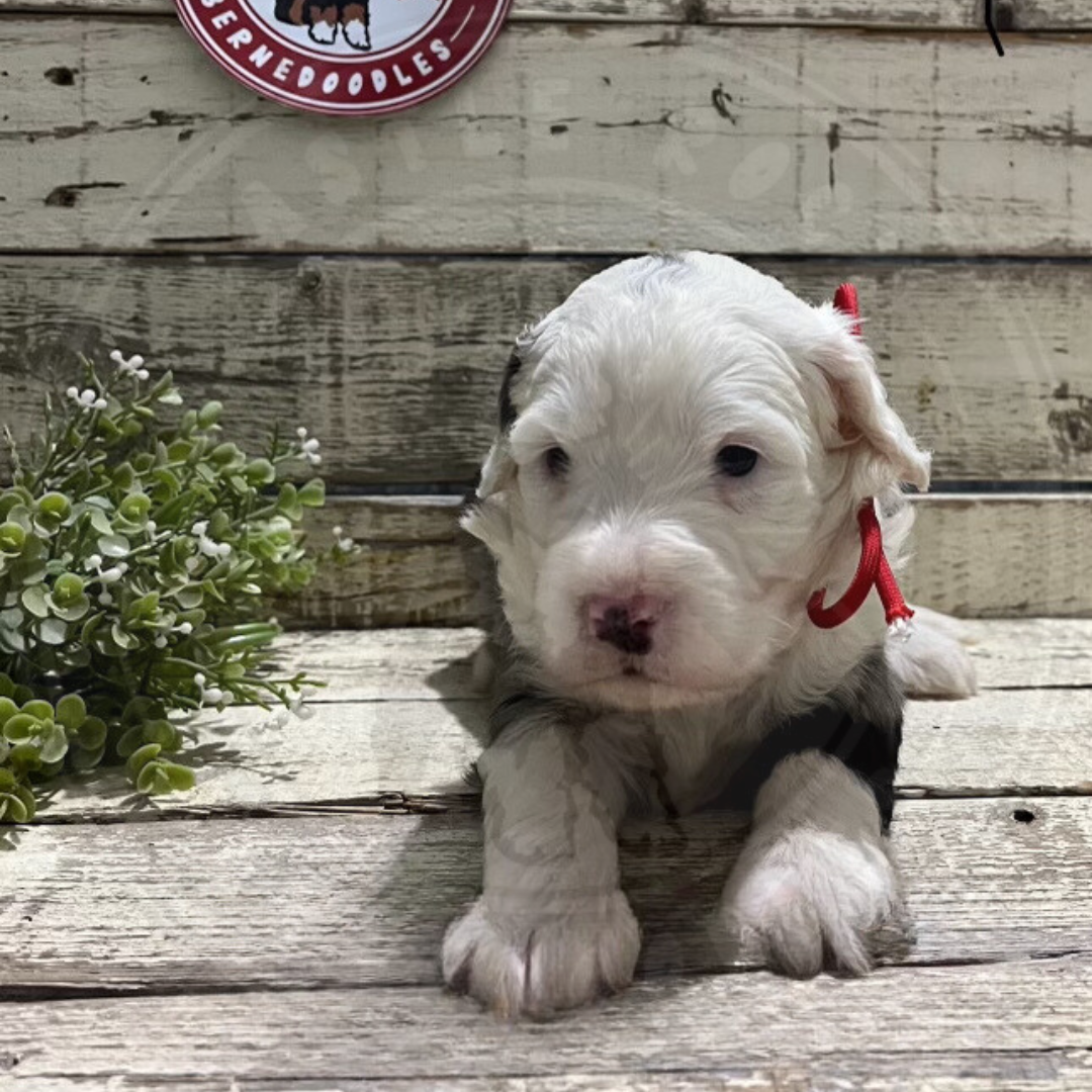 Dakota (Male, F1 Mini Blue Merle) - FOUND A NEW HOME