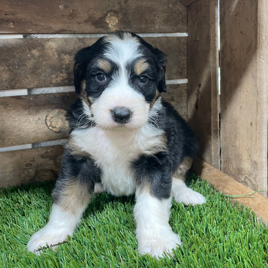 Vesper (Male, F1 Tiny Bernedoodle) - FOUND A NEW HOME