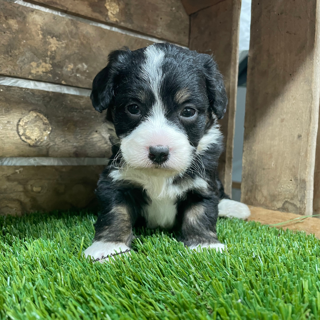 Violet (Female, F1 Tiny Bernedoodle) - FOUND A NEW HOME
