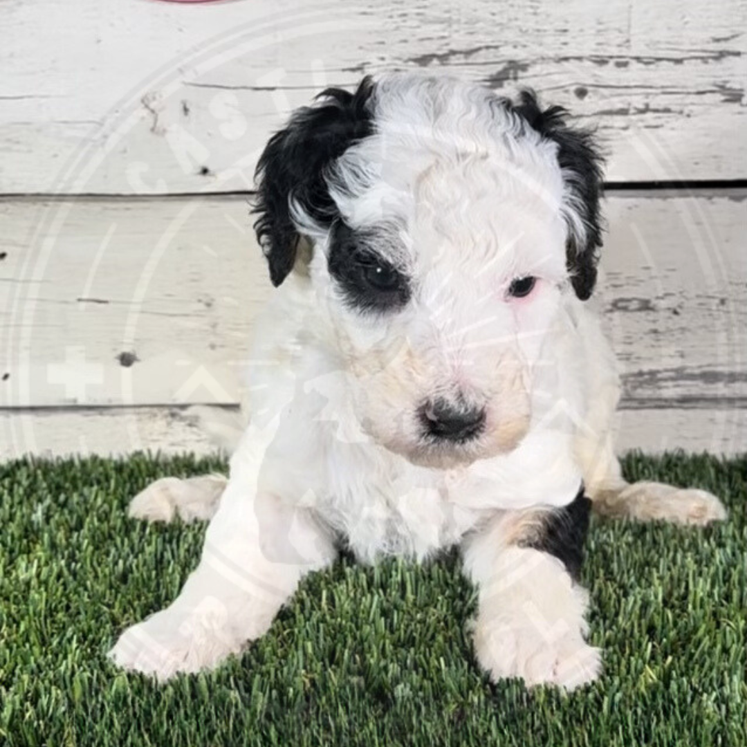 Jordan (Male, F1b Major Bernedoodle)