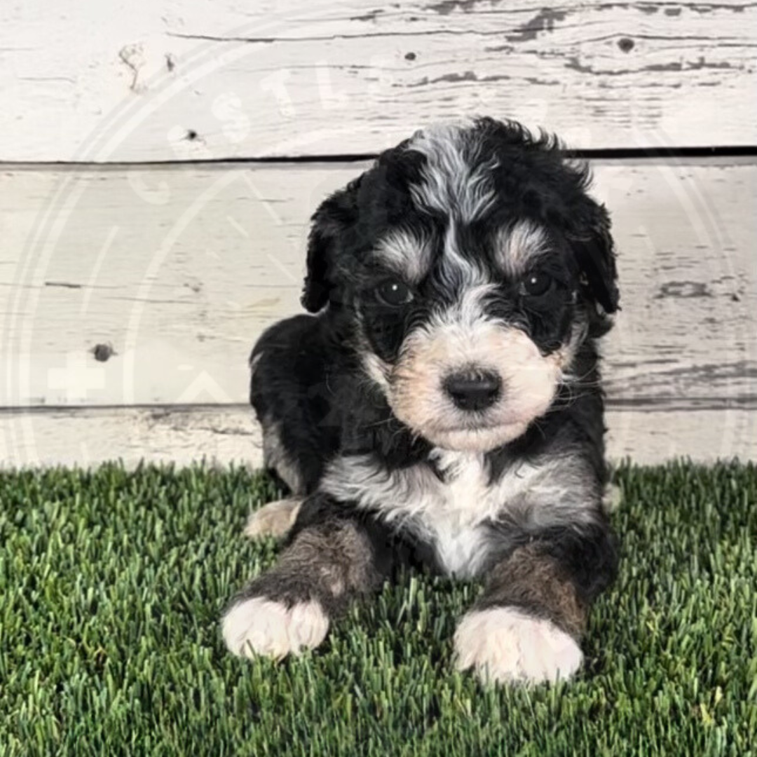 Julius (Male, F1b Major Bernedoodle)