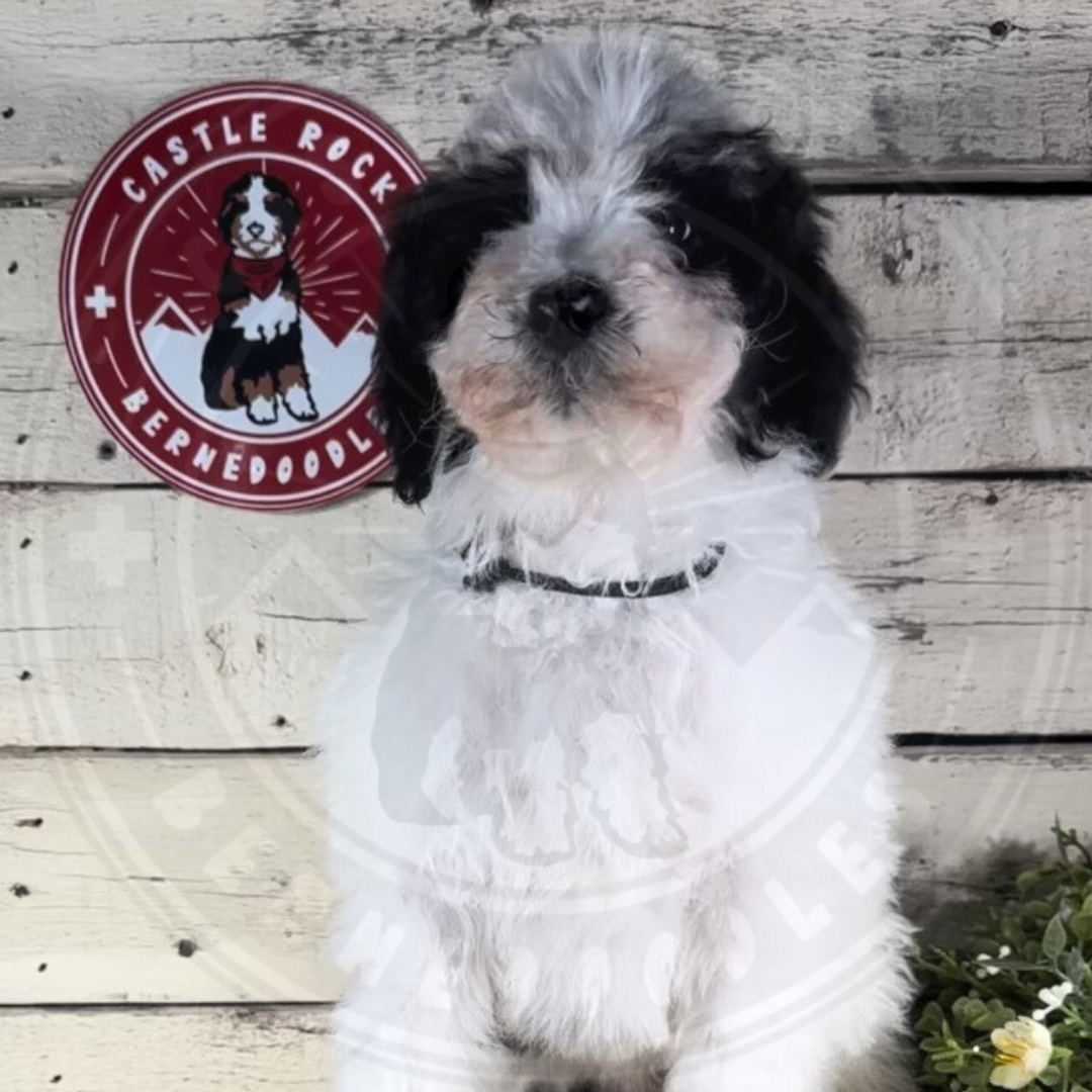 Fergi (Female, F1b Maxi Bernedoodle)