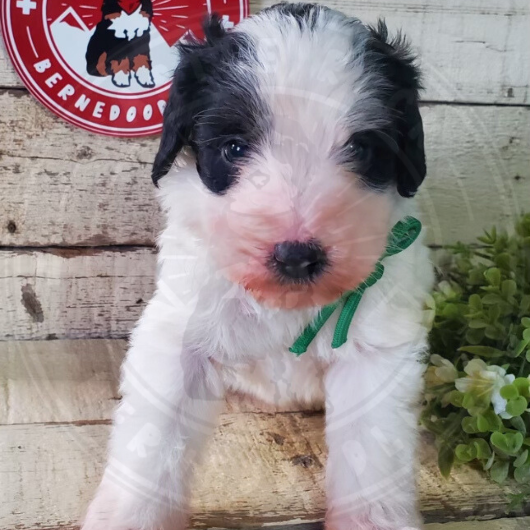 Finn (Male, F1b Maxi Bernedoodle)